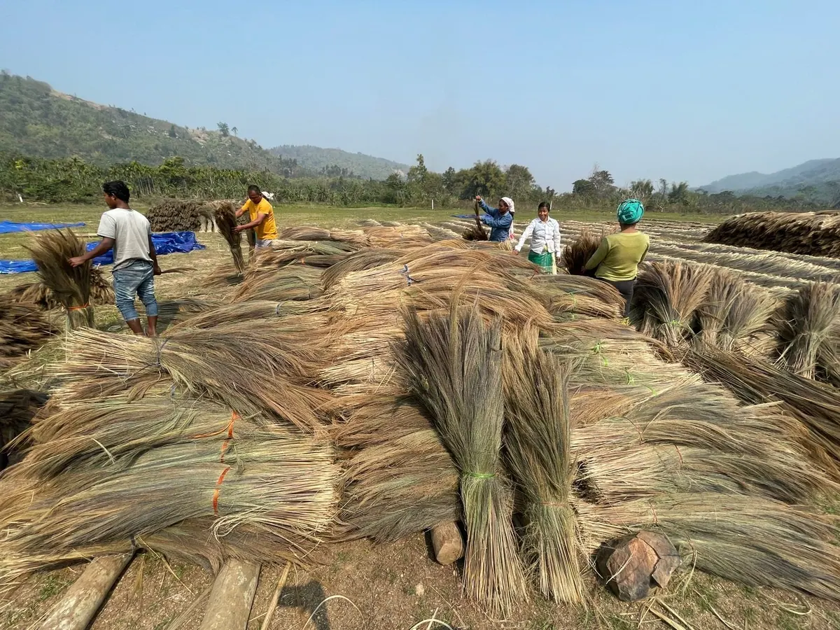 Hand-bundled broom grass sourced in Assam for bulk broom manufacturing