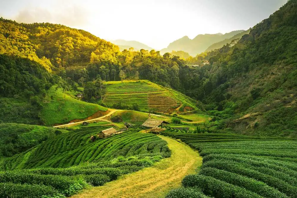Natural broom grass sourcing region in Northeast India